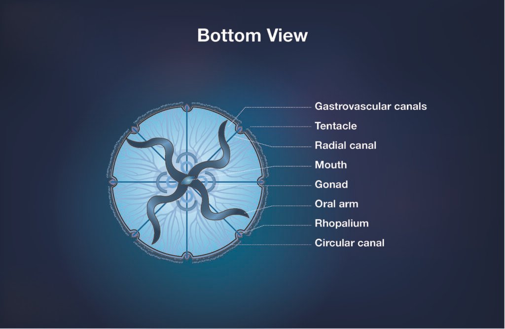 Burnish Point Anatomy of a Moon Jellyfish