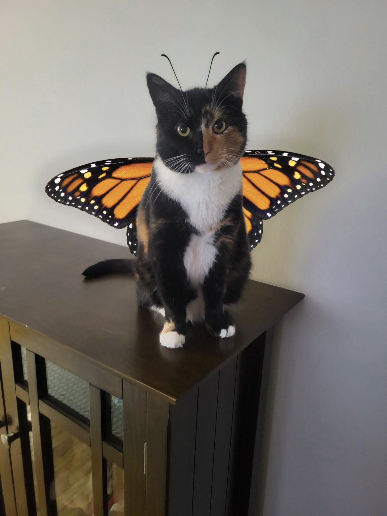 Burnish Point AI Cat Butterfly