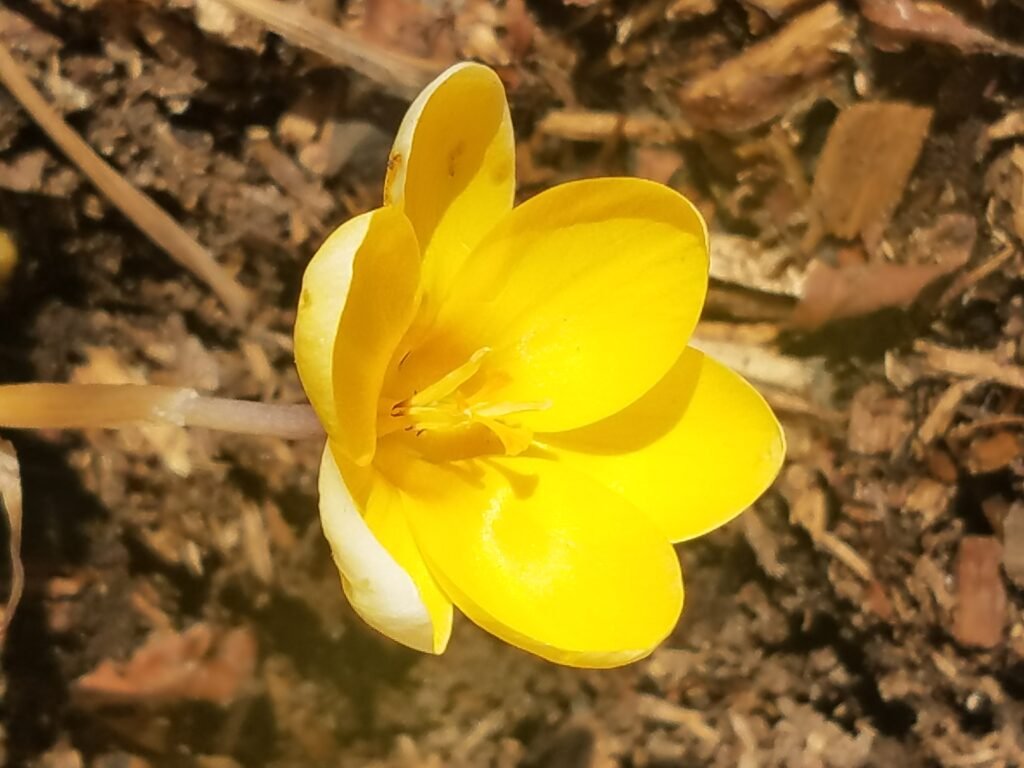 Burnish Point Spring Update Flowers