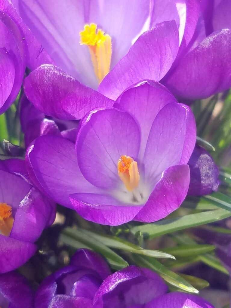 Burnish Point Spring Update Flowers