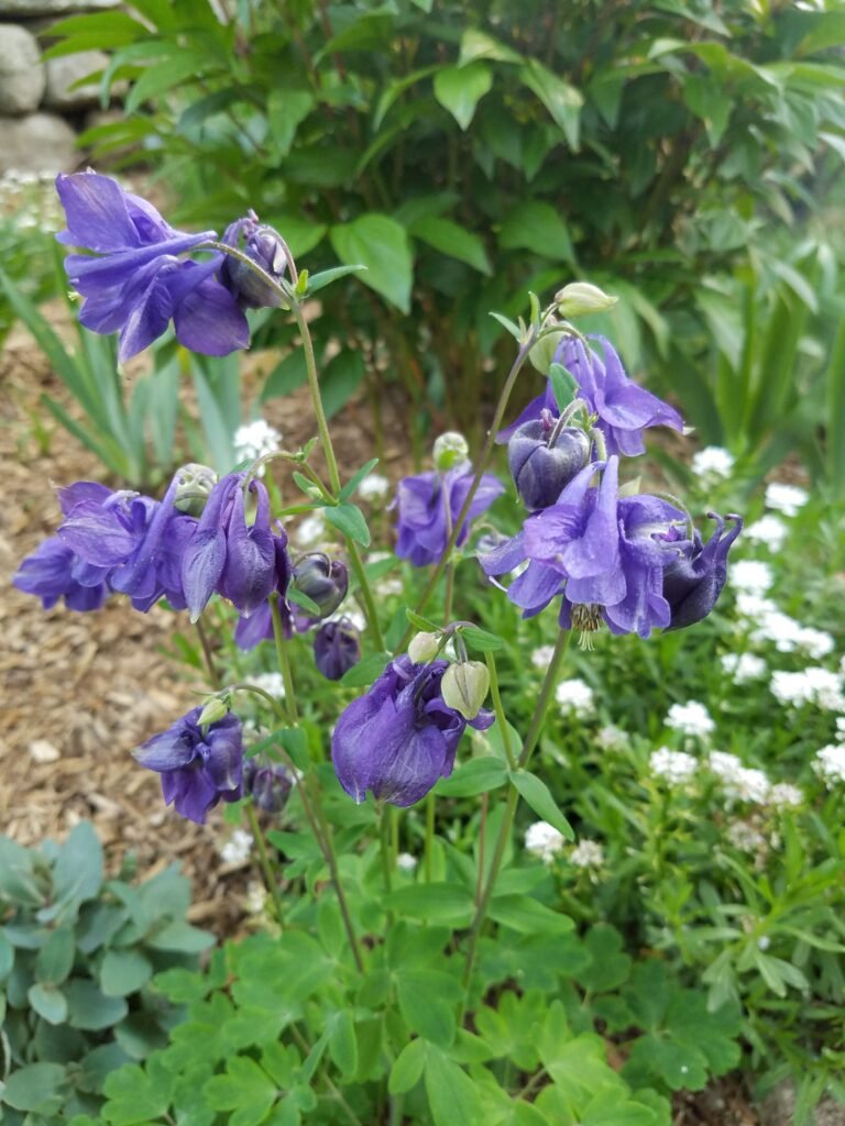 Burnish Point Spring Update Flowers